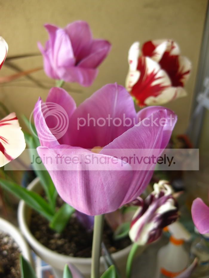 TulipCumLaude1.jpg