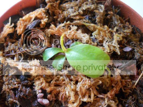 Nclipeata_7-30-11.jpg