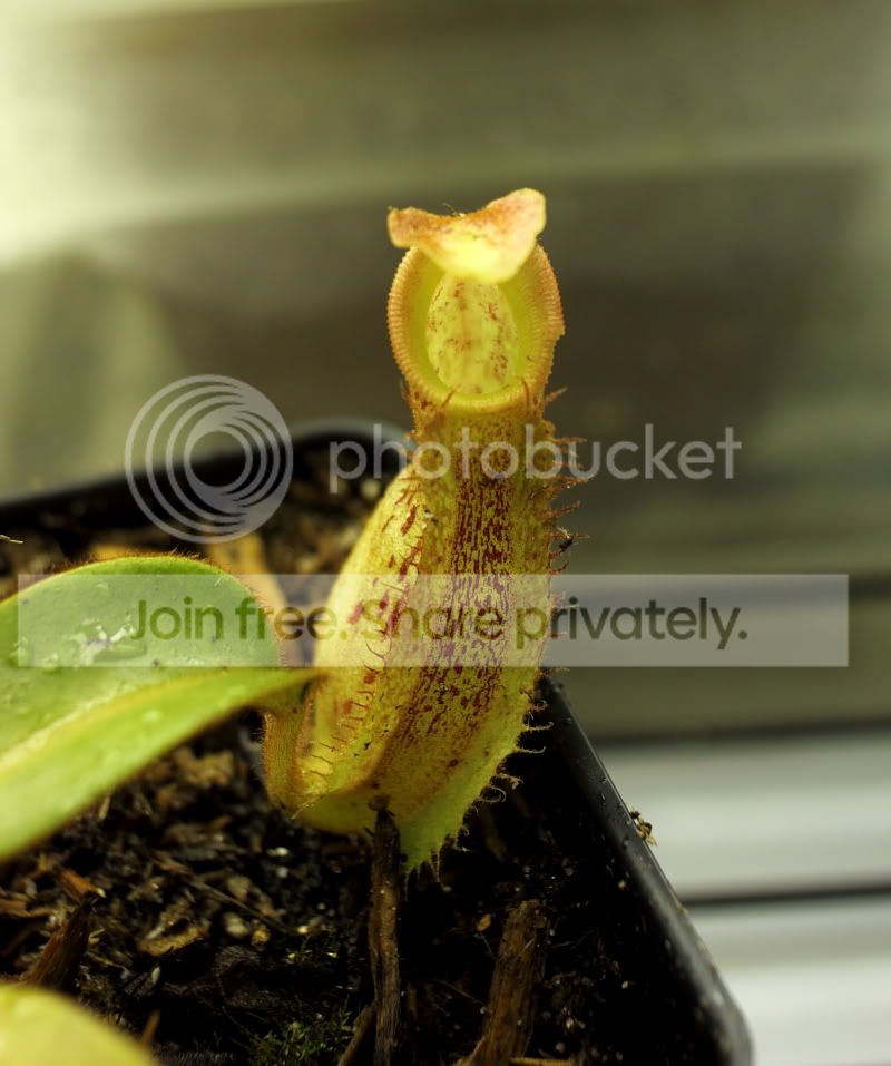 veitchiihybrid2.jpg