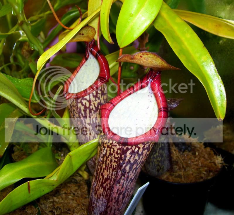 100_3120copy.jpg
