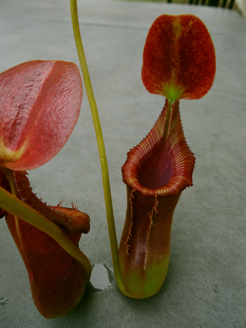 nepenthes-trusmadiensis.jpg