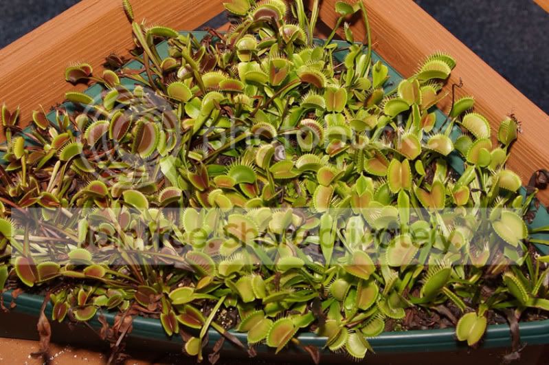VFT-1.jpg