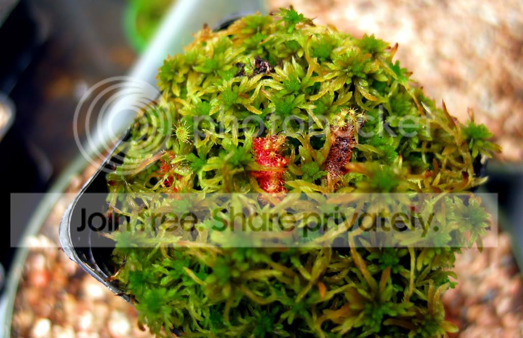 IMG_6746.jpg