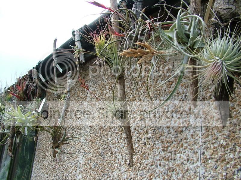 plants010.jpg