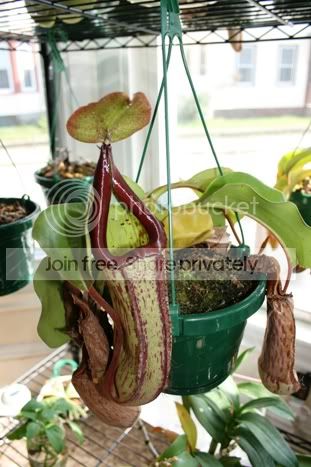 maxxtruncata2.jpg