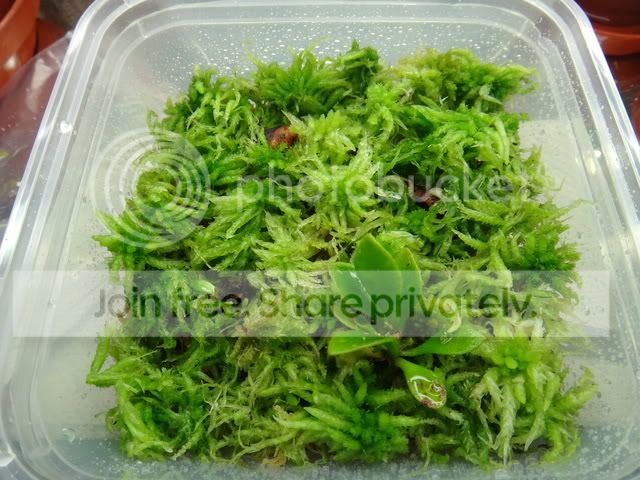 cephalotus_rhizome_cuttings2.jpg