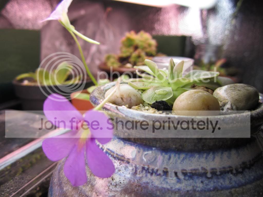 IMG_1705_zps9e3b3cea.jpg