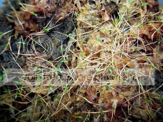 mirabalisseedlings1.jpg