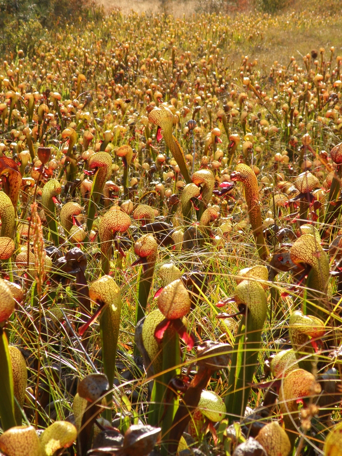 PA190855.jpg