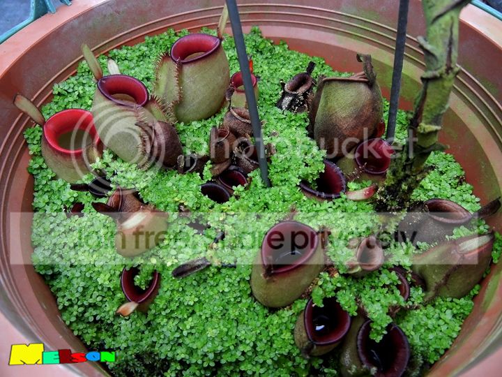 ampHotlips_zpsb420c965.jpg