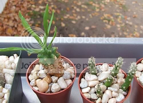 Cactiandsucculents3051.jpg