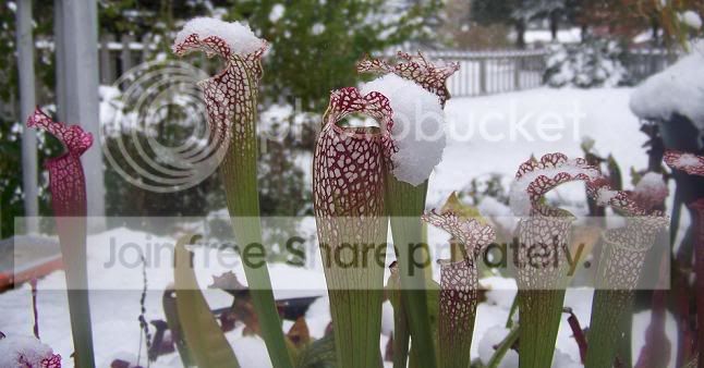 snow2.jpg