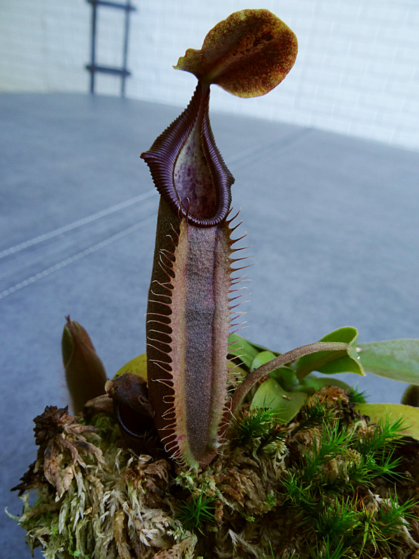 nepenthes-bongso.jpg