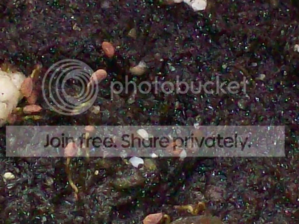 Picture007.jpg