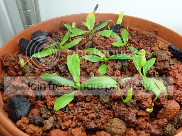 nepenthes_campanulata_pot2.jpg
