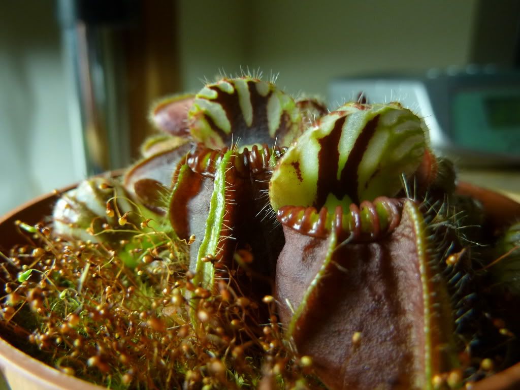 plantsjan142012012.jpg