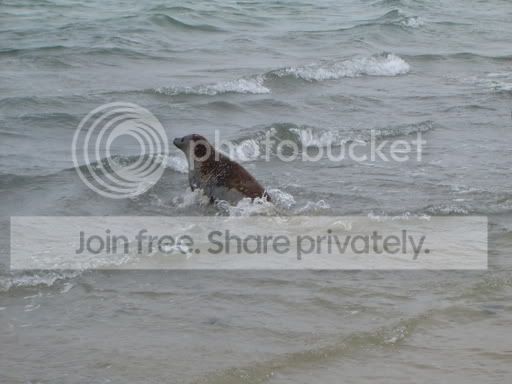 release_meeko_7-7-05_waves.jpg