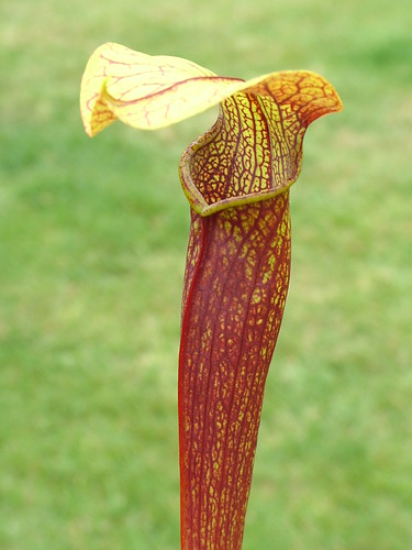 3746502013_88f73c4c67.jpg