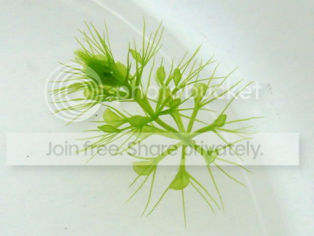 aldrovanda_cutting_28July2010.jpg