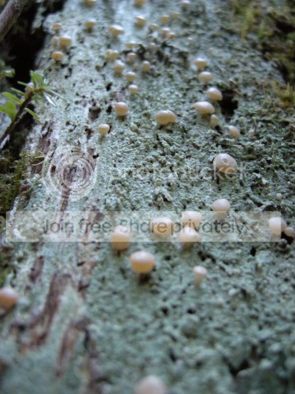 DSCN5518.jpg