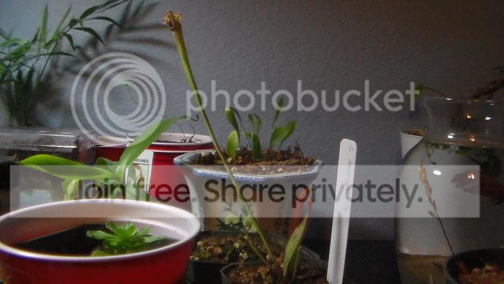 SAM_2507_zpsfb525634.jpg