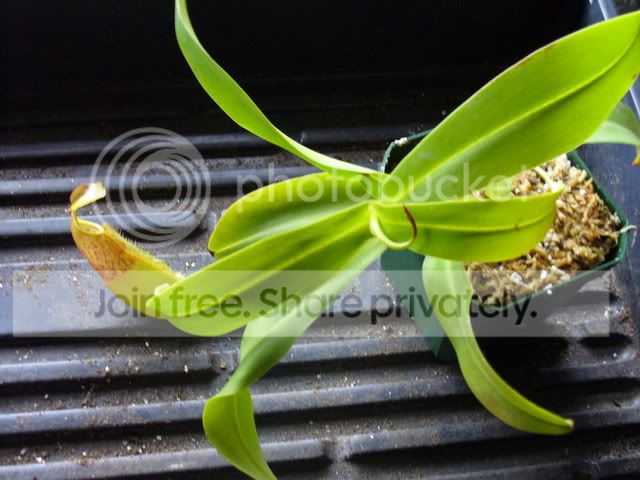 newcps006.jpg