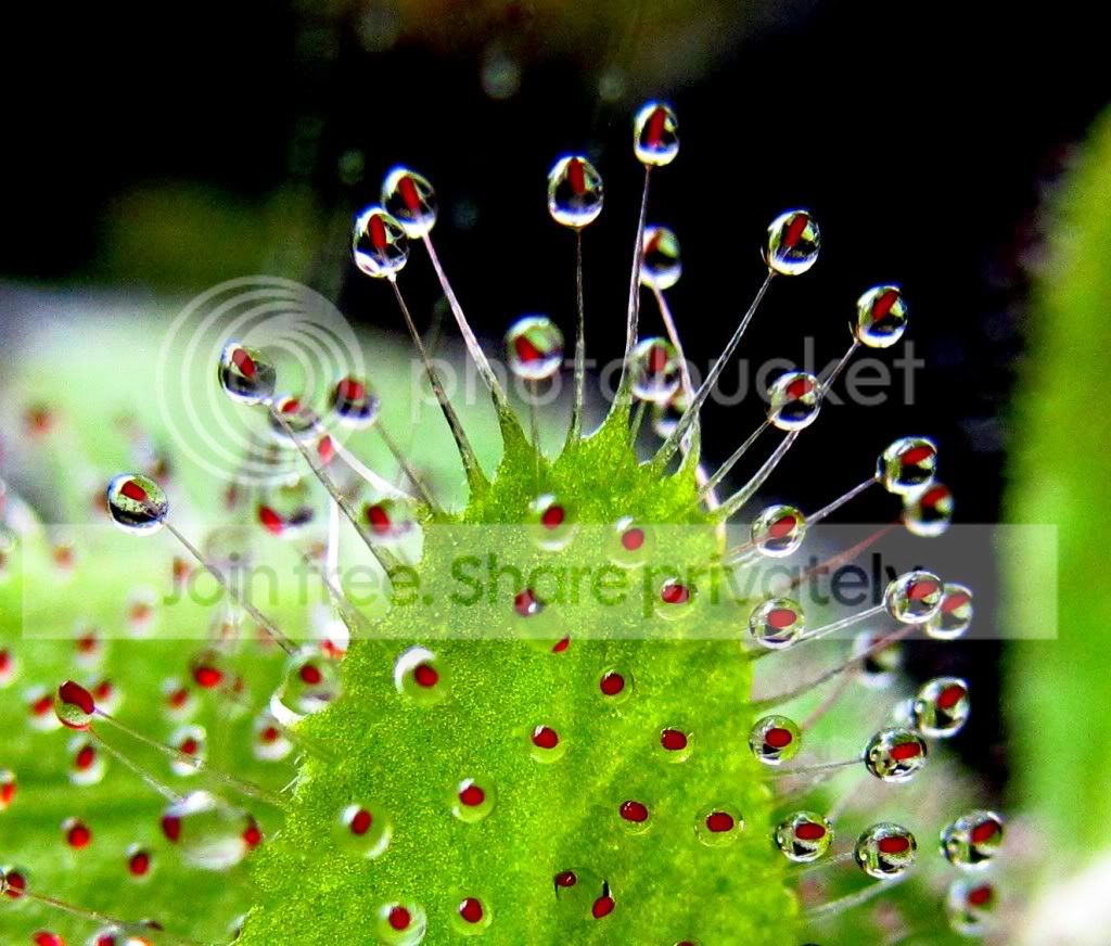 sundews007.jpg