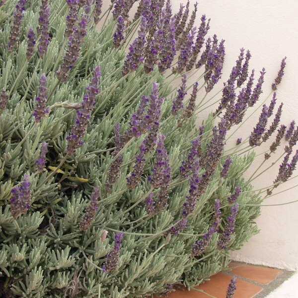 lavandula_goodwin_creek_grey2.jpg