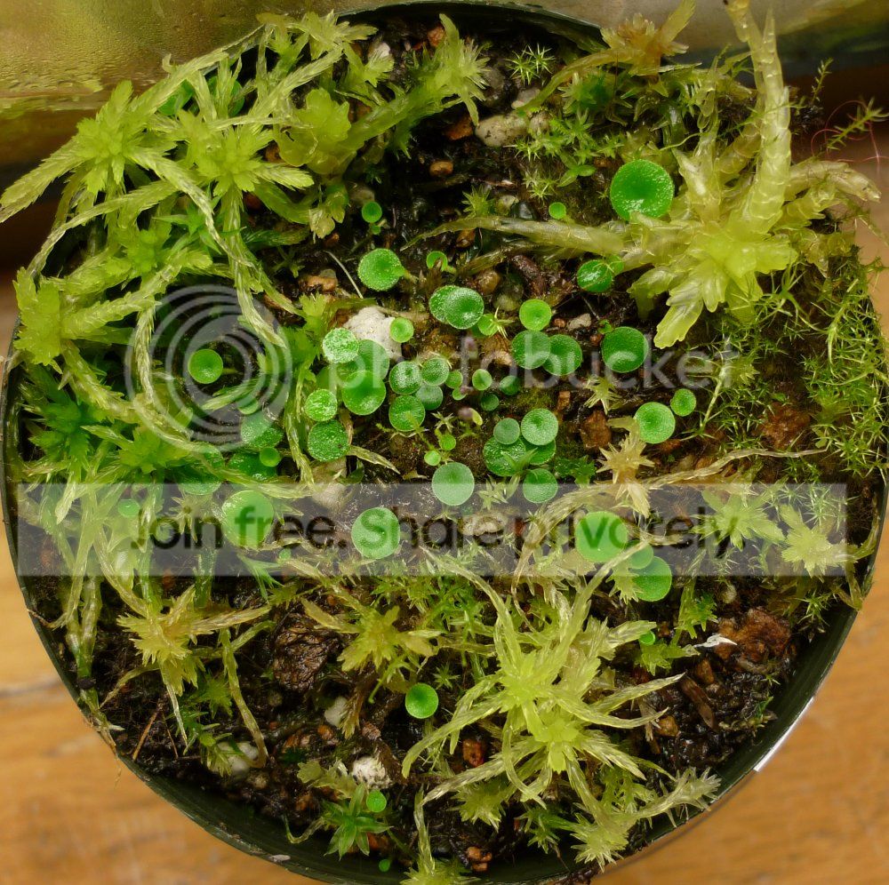 Upubescensfoliagetop010213RS_zps766cd69e.jpg