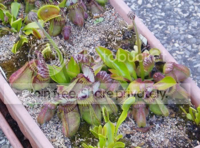Cephtray052510sideoneRS.jpg
