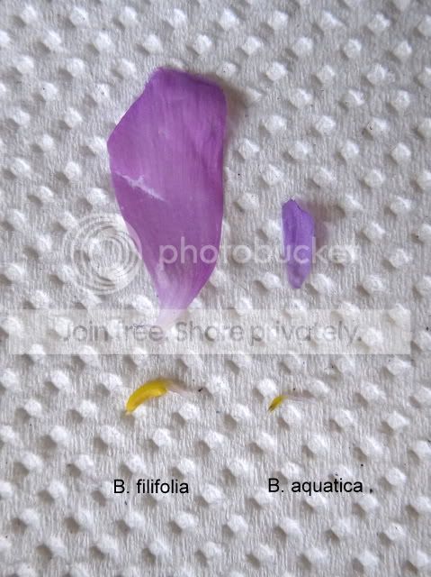 byblis_aquatica_vs_filifolia_petal.jpg