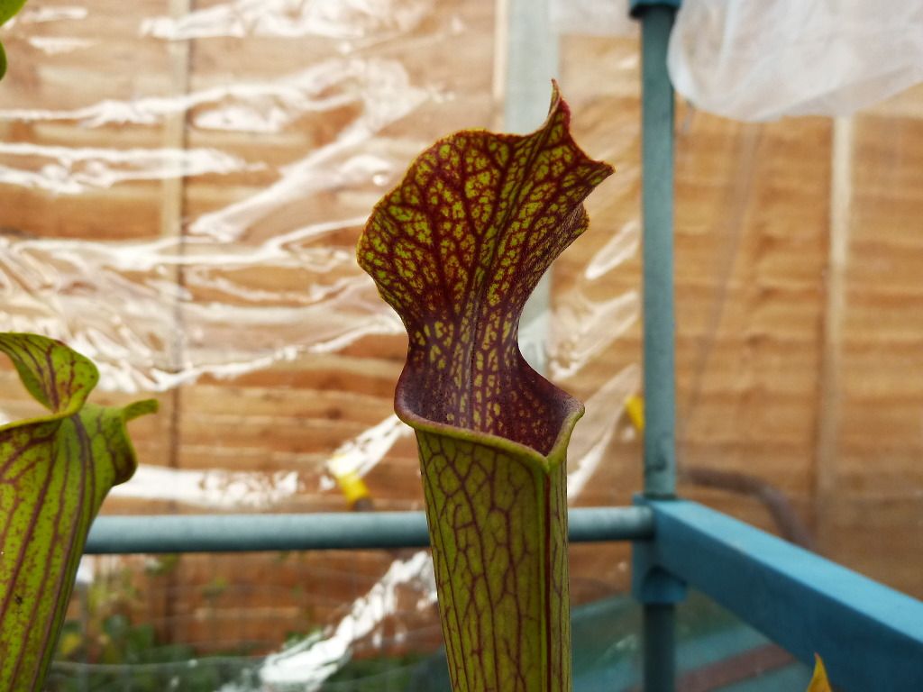 plants10032012055.jpg