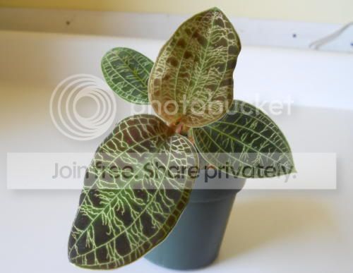 macodes_2-19-11.jpg