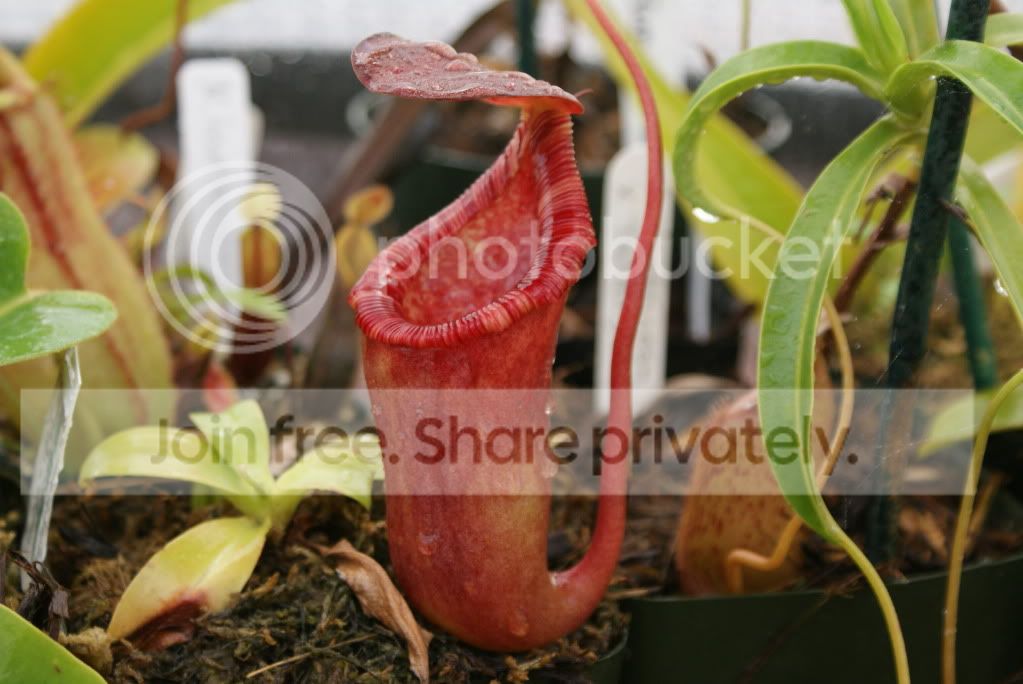 pitcherplants014.jpg