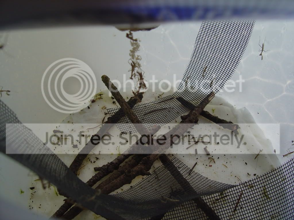 mantidsandschoolproject005.jpg