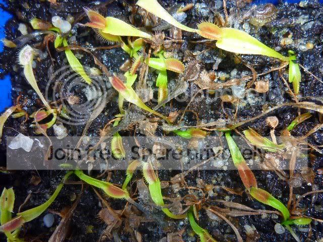 vftseedlings.jpg
