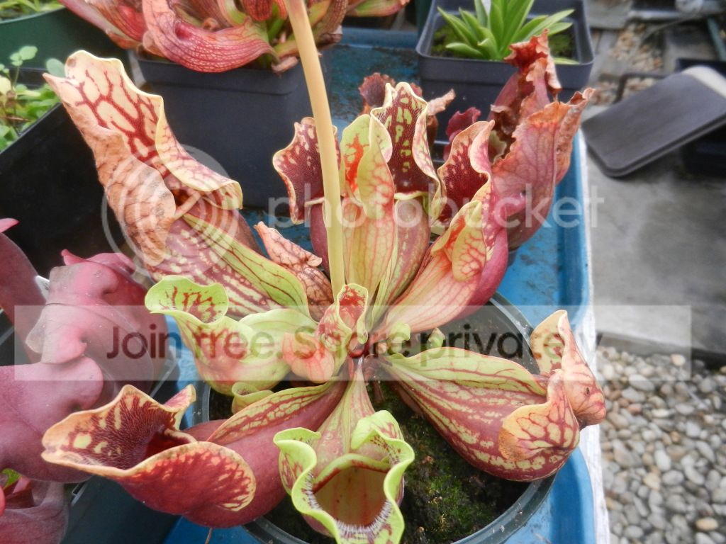 UNCCGreenhouse052.jpg