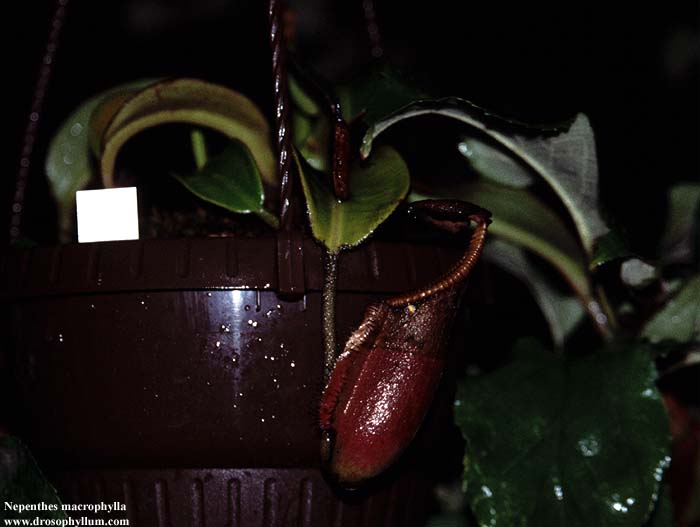 Nep_macrophylla_KK01.jpg