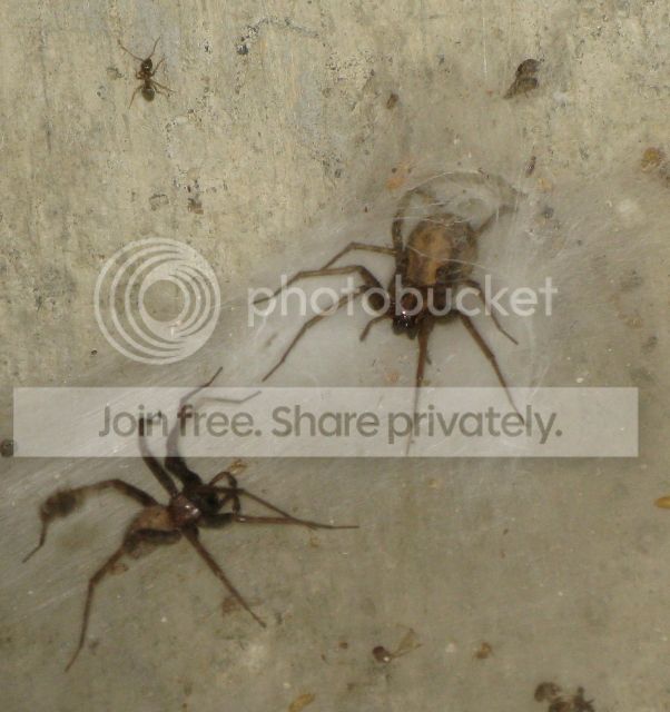 IMG_2673-basement-spiders-with-ant.jpg