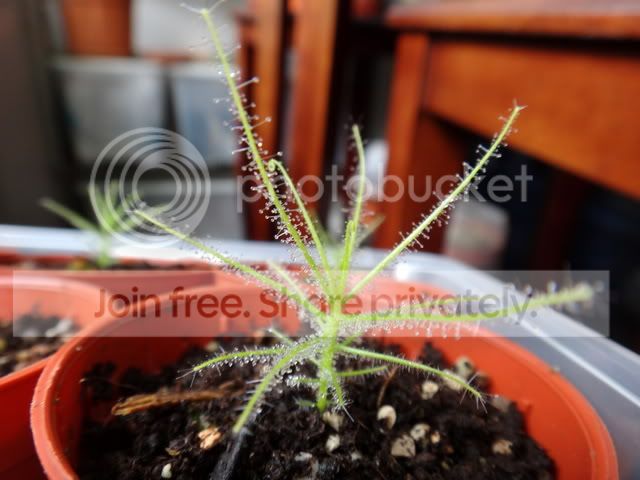 byblis_Gxg_seedling1.jpg