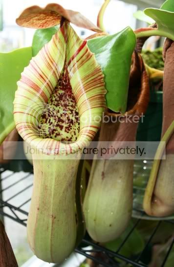 TRUNCATA.jpg