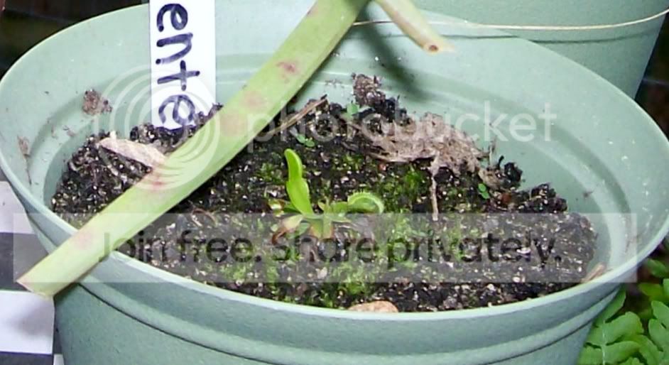 CarnivorousPlants002-Copy4.jpg