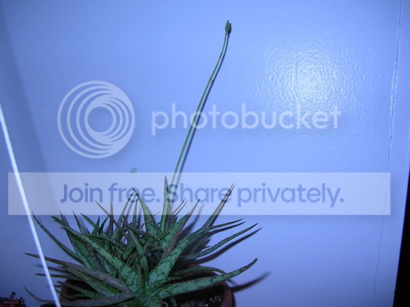 dscn2268.jpg