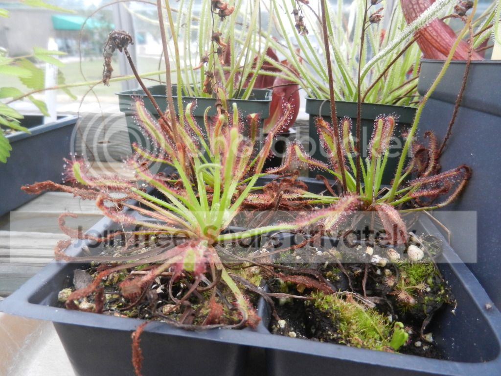 UNCCGreenhouse041.jpg