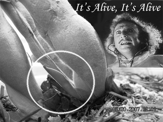 itsalive.jpg