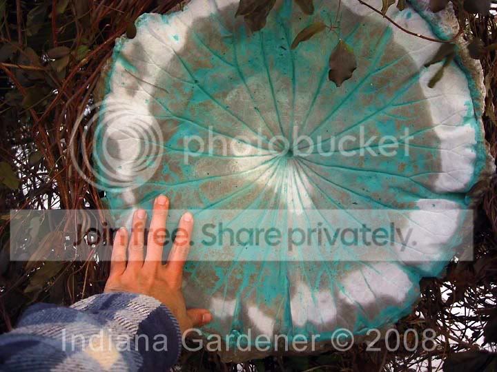 lotus-leaf-made-9-5-2000.jpg