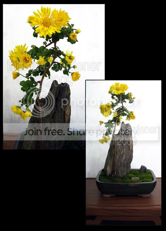 mum-bonsai-10-10-2009.jpg