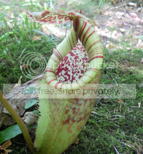 Nburbidgeae_7-13-11.jpg