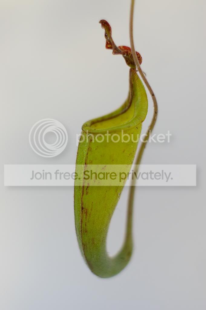 IMGP0050-1.jpg