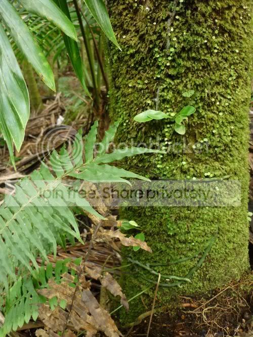 elYunque-epiphytes5RS.jpg
